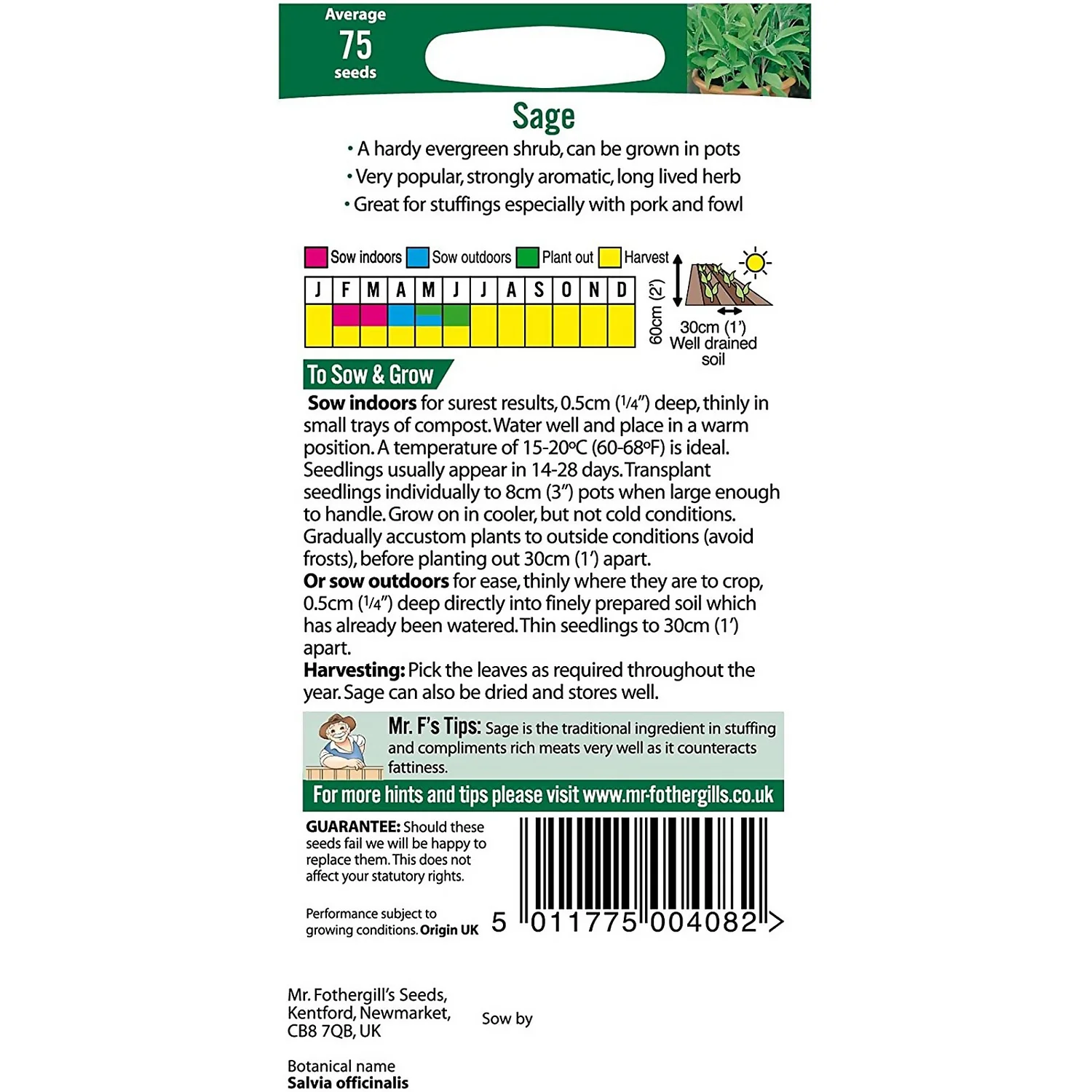 Mr. Fothergill's Sage (Salvia Officinalis) Seeds 4 Mr. Fothergill's Sage (Salvia Officinalis) Seeds - Image 2