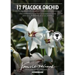 None Gladiolus Callianthus - Bicolour - Summer Bloom Bulbs -Shed And Soil Sales 12807872 1685020399244370