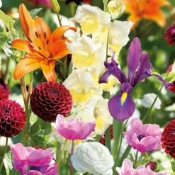 None 100 Days Collection Spring Bulbs -Shed And Soil Sales 12807874 1565020399285695