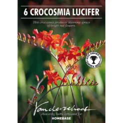 None Crocosomia Lucifer - Summer Bloom Bulbs -Shed And Soil Sales 12807881 1785020399396125