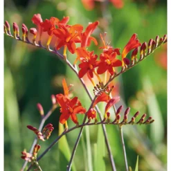 None Crocosomia Lucifer - Summer Bloom Bulbs -Shed And Soil Sales 12807881 1795020399432965