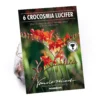 None Crocosomia Lucifer - Summer Bloom Bulbs -Shed And Soil Sales 12807881 5825020399367700
