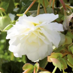 None Begonia - White - Summer Bloom Bulbs -Shed And Soil Sales 12807884 1855020399452717