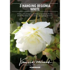 None Begonia - White - Summer Bloom Bulbs -Shed And Soil Sales 12807884 9855020399411431