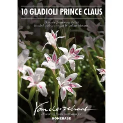 None Cornus Mix - 17cm - Summer Bloom Bulbs -Shed And Soil Sales 12807989 1665020399411044