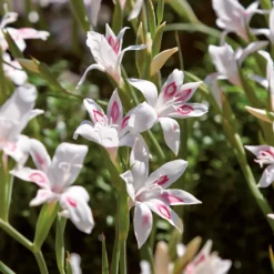 None Cornus Mix - 17cm - Summer Bloom Bulbs -Shed And Soil Sales 12807989 7485020399458915