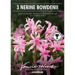None Nerine Bowdenii - Summer Bloom Bulbs -Shed And Soil Sales 12807992 1845020399409127