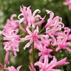 None Nerine Bowdenii - Summer Bloom Bulbs -Shed And Soil Sales 12807992 2055020399459413