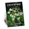 None Convallaria - Summer Bloom Bulbs -Shed And Soil Sales 12807997 1325020399522548
