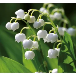 None Convallaria - Summer Bloom Bulbs -Shed And Soil Sales 12807997 1375020399614033
