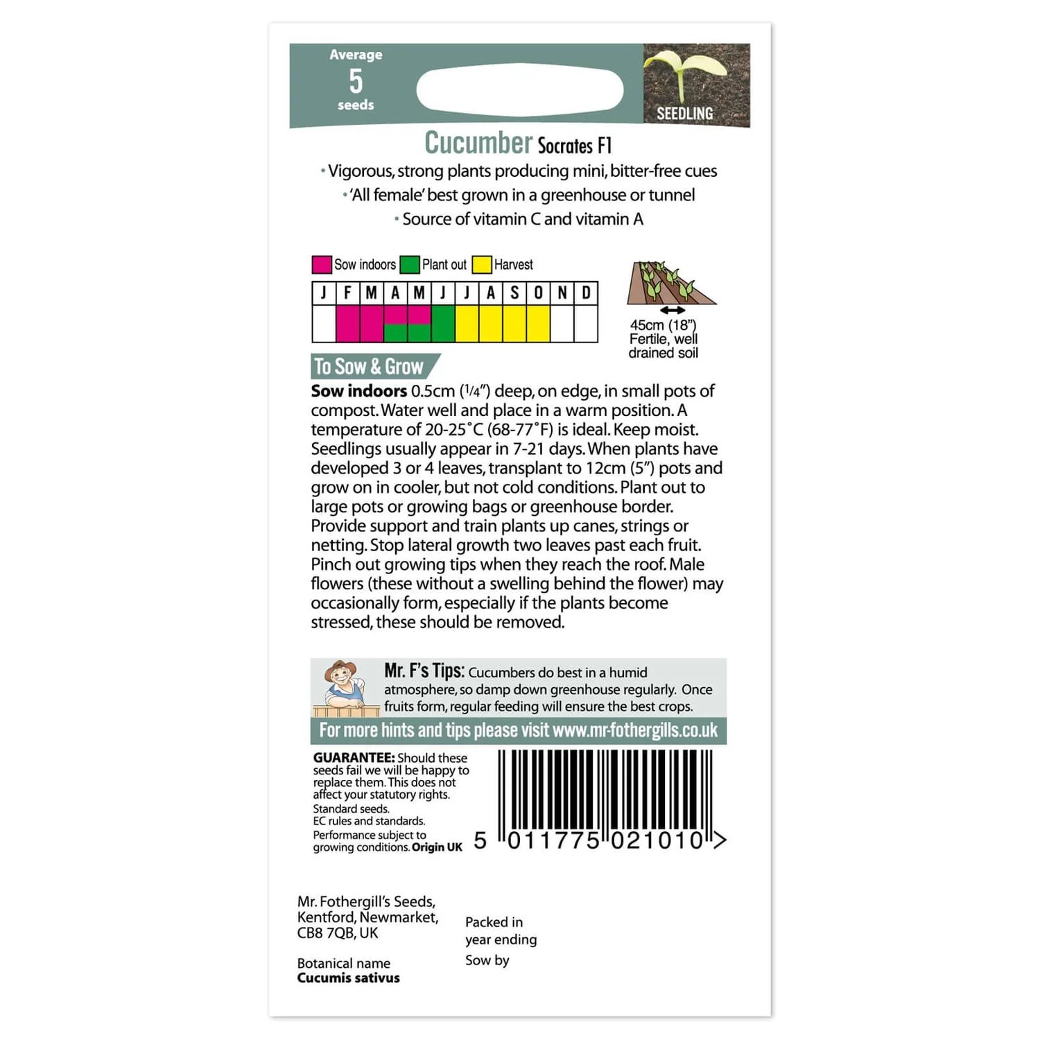 Mr. Fothergill's Cucumber Socrates F1 Seeds 4 Mr. Fothergill's Cucumber Socrates F1 Seeds - Image 2
