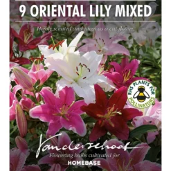 None Mixed Lilies - Summer Bloom Bulbs -Shed And Soil Sales 12810510 1415020398958920