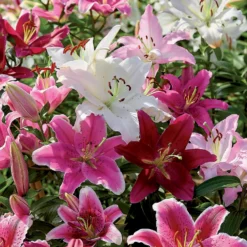 None Mixed Lilies - Summer Bloom Bulbs -Shed And Soil Sales 12810510 2005020398989382