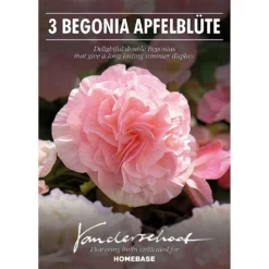 None Begonia - Wummi Apfelblute - Summer Bloom Bulbs -Shed And Soil Sales 12821837 1295020399737876