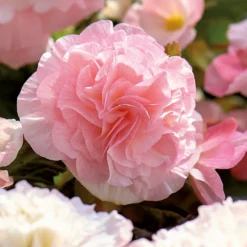 None Begonia - Wummi Apfelblute - Summer Bloom Bulbs -Shed And Soil Sales 12821837 1825020399792938