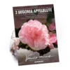 None Begonia - Wummi Apfelblute - Summer Bloom Bulbs 1 None Begonia - Wummi Apfelblute - Summer Bloom Bulbs -Shed And Soil Sales 12821837 1885020399695099