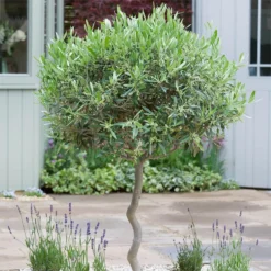 Olive Tree 35L Medditeranean Large Standard (Gs) -Shed And Soil Sales 12825277 1954831883773779