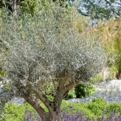 Olive Tree 35L Medditeranean Large Standard (Gs) -Shed And Soil Sales 12825277 4294833193889997