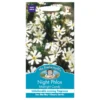 Mr. Fothergill's Night Phlox Midnight Candy Seeds -Shed And Soil Sales 12839186 8404831918329864