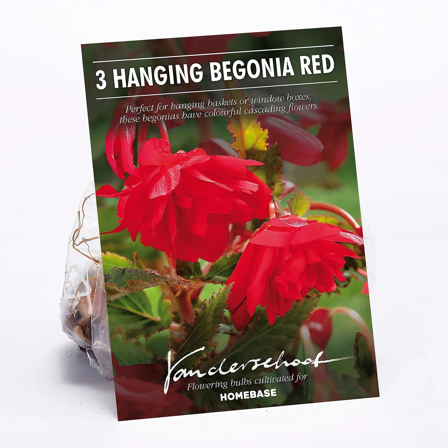 None Hanging Begonia Red 3 None Hanging Begonia Red