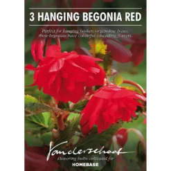 None Hanging Begonia Red 6 None Hanging Begonia Red -Shed And Soil Sales 12882824 1715020400002371