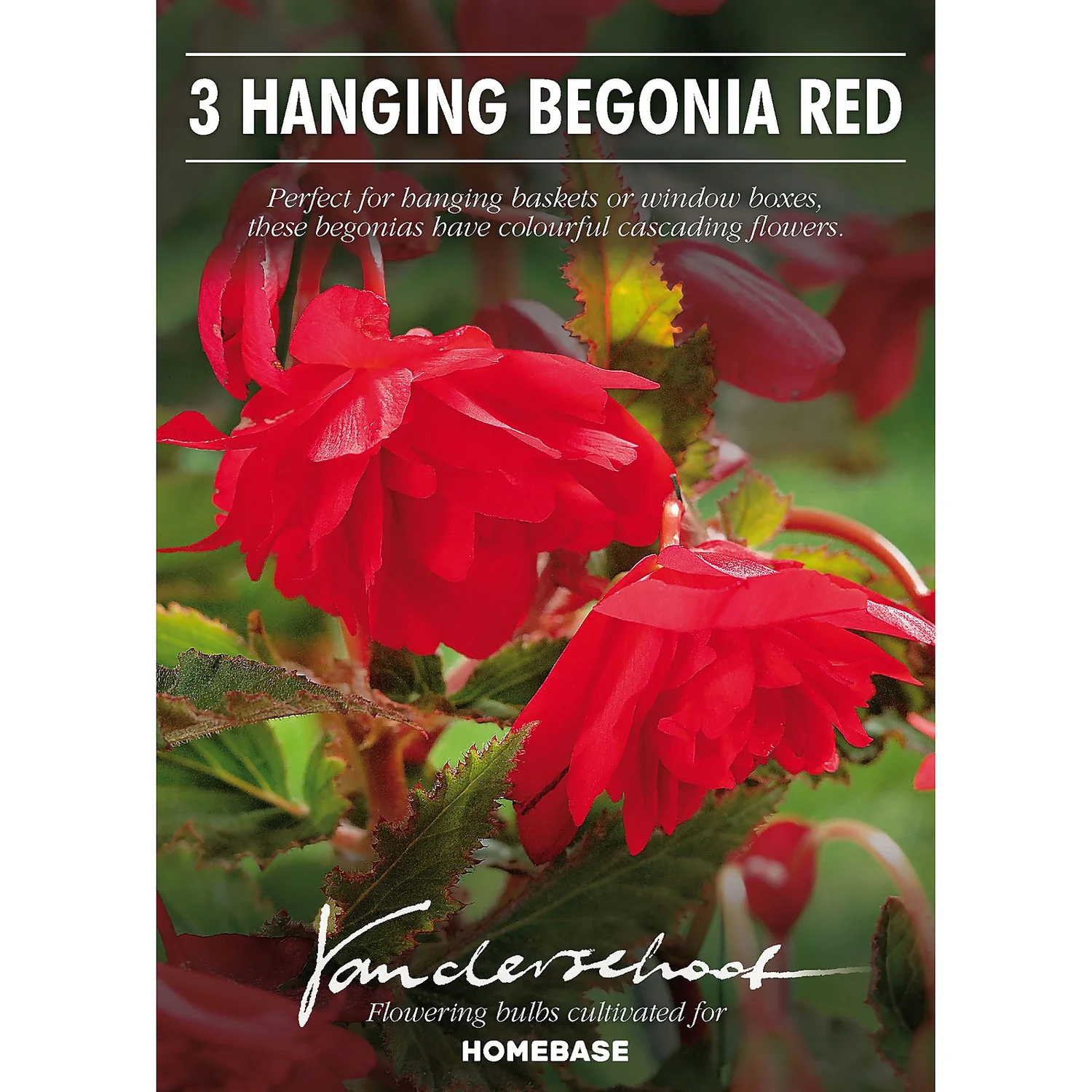 None Hanging Begonia Red 4 None Hanging Begonia Red - Image 2