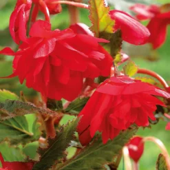 None Hanging Begonia Red 7 None Hanging Begonia Red -Shed And Soil Sales 12882824 1905020400031396