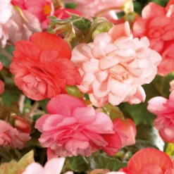 None Hanging Begonia Splendid Mixed Flower Bulbs -Shed And Soil Sales 12882825 1535020400138307