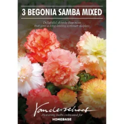 None Begonia Samba Mixed -Shed And Soil Sales 12882826 1205020400129517