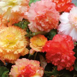 None Begonia Samba Mixed -Shed And Soil Sales 12882826 1845020400171901