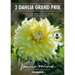 None Decorative Dahlia Grand Prix Flower Bulbs -Shed And Soil Sales 12882829 1955020400276292
