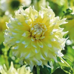 None Decorative Dahlia Grand Prix Flower Bulbs -Shed And Soil Sales 12882829 6275020400310942