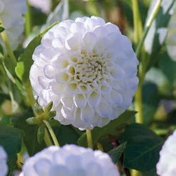 None Pompon Dahlia Snowflake Flower Bulbs -Shed And Soil Sales 12882830 1225020400296779