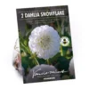 None Pompon Dahlia Snowflake Flower Bulbs -Shed And Soil Sales 12882830 1835020400234856