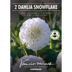 None Pompon Dahlia Snowflake Flower Bulbs -Shed And Soil Sales 12882830 2195020400263038