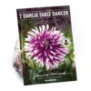 None Fimbriata Dahlia Table Dancer -Shed And Soil Sales 12882831 1405020400234898