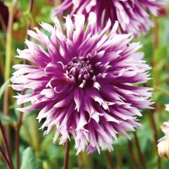 None Fimbriata Dahlia Table Dancer -Shed And Soil Sales 12882831 1865020400303883