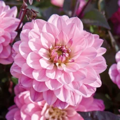 None Dark Foliage Dahlia Melody Harmony Flower Bulbs -Shed And Soil Sales 12882832 1195020400481306