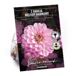 None Dark Foliage Dahlia Melody Harmony Flower Bulbs