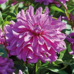 None Decorative Dahlia Bluetifull Flower Bulbs -Shed And Soil Sales 12882833 1075020400456511
