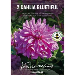 None Decorative Dahlia Bluetifull Flower Bulbs -Shed And Soil Sales 12882833 1475020400417718