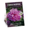 None Decorative Dahlia Bluetifull Flower Bulbs 2 None Decorative Dahlia Bluetifull Flower Bulbs -Shed And Soil Sales 12882833 2105020400388996