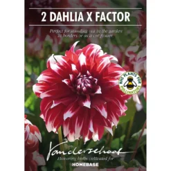 None Dinnerplate Dahlia Xfactor Flower Bulbs -Shed And Soil Sales 12882835 4815020400590332