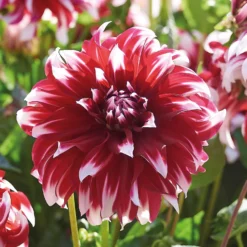 None Dinnerplate Dahlia Xfactor Flower Bulbs -Shed And Soil Sales 12882835 4985020400635617