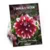 None Dinnerplate Dahlia Xfactor Flower Bulbs -Shed And Soil Sales 12882835 6975020400547903