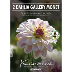 None Dinnerplate Dahlia Kiev Flower Bulbs 6 None Dinnerplate Dahlia Kiev Flower Bulbs -Shed And Soil Sales 12882836 1725020400417973