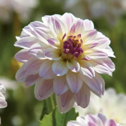 None Dinnerplate Dahlia Kiev Flower Bulbs 7 None Dinnerplate Dahlia Kiev Flower Bulbs -Shed And Soil Sales 12882836 3925020400457171