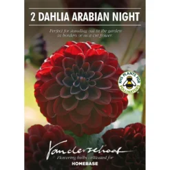 None Decorative Dahlia Arabian Night -Shed And Soil Sales 12882838 1125020400432046