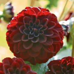 None Decorative Dahlia Arabian Night -Shed And Soil Sales 12882838 3385020400477853