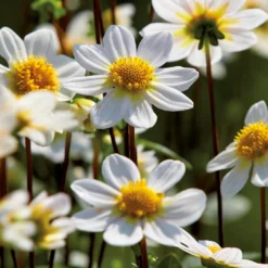 None Dahlia Single Topmix White Flower Bulbs -Shed And Soil Sales 12882839 6305020400610243